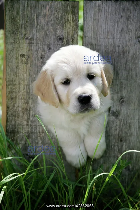 : Golden Retriever puppy looking through hole in : Golden Retriever puppy looking through hole in