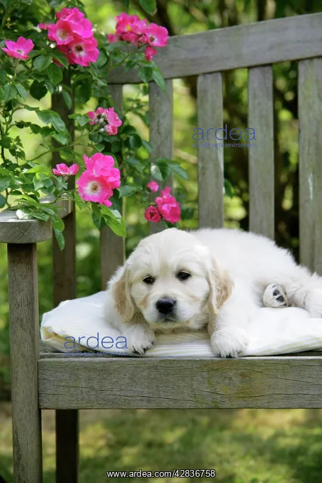 : Golden Retriever puppy lying on garden bench - 7 weeks : Golden Retriever puppy lying on garden bench - 7 weeks