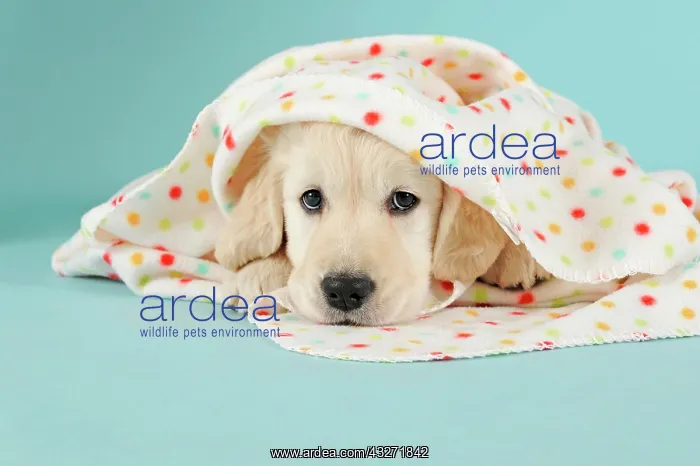 : Golden Retriever Puppy lying with polka-dotted blanket : Golden Retriever Puppy lying with polka-dotted blanket