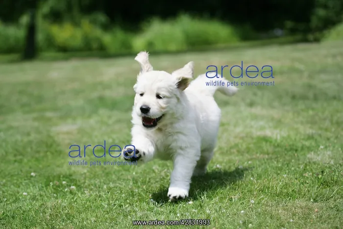 : Golden Retriever puppy running on lawn - 7 weeks : Golden Retriever puppy running on lawn - 7 weeks