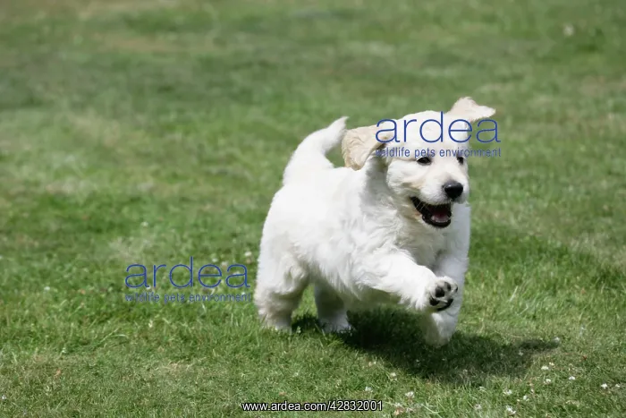 : Golden Retriever puppy running on lawn - 7 weeks : Golden Retriever puppy running on lawn - 7 weeks