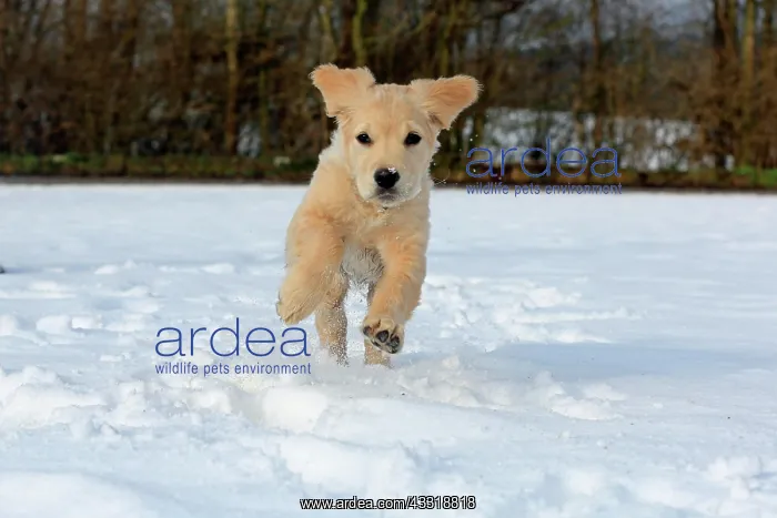 : Golden Retriever puppy running in the snow, 8 weeks : Golden Retriever puppy running in the snow, 8 weeks