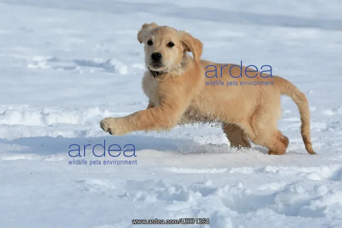 : Golden Retriever puppy running in the snow, 8 weeks : Golden Retriever puppy running in the snow, 8 weeks