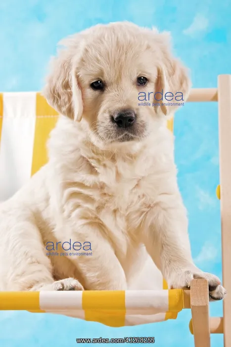 : Golden Retriever puppy sitting on a deckchair : Golden Retriever puppy sitting on a deckchair