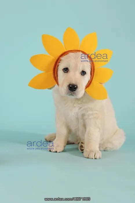 : Golden Retriever, puppy, sitting, with floral wreath : Golden Retriever, puppy, sitting, with floral wreath