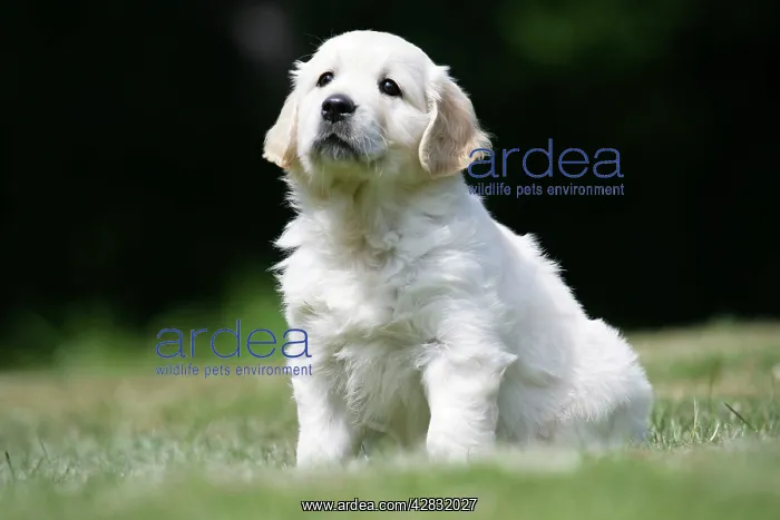 : Golden Retriever puppy sitting on lawn - 7 weeks : Golden Retriever puppy sitting on lawn - 7 weeks