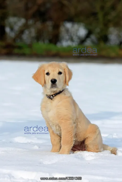 : Golden Retriever puppy sitting in the snow, 8 weeks : Golden Retriever puppy sitting in the snow, 8 weeks