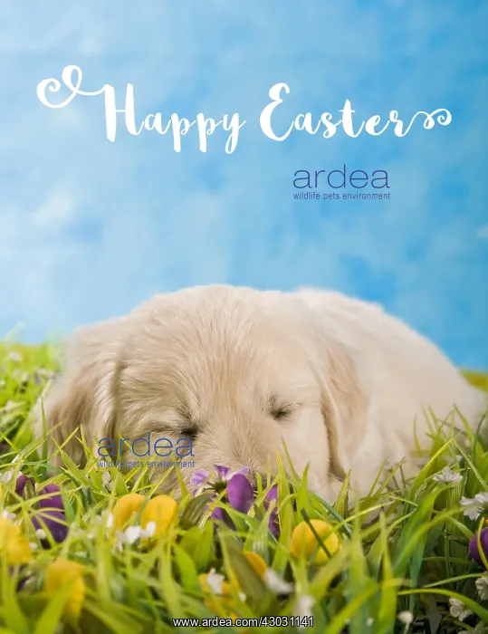 : Golden Retriever puppy sleeping in a meadow with : Golden Retriever puppy sleeping in a meadow with
