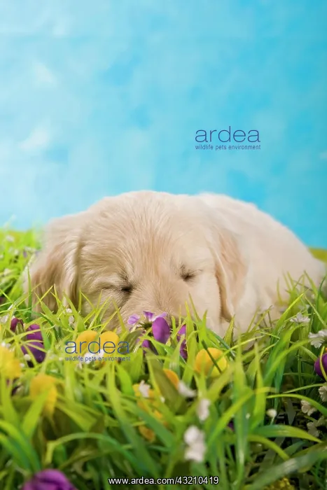 : Golden Retriever puppy sleeping in a meadow : Golden Retriever puppy sleeping in a meadow