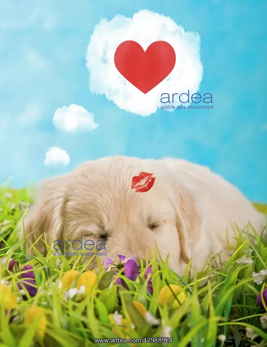 : Golden Retriever puppy sleeping in a meadow dreaming : Golden Retriever puppy sleeping in a meadow dreaming