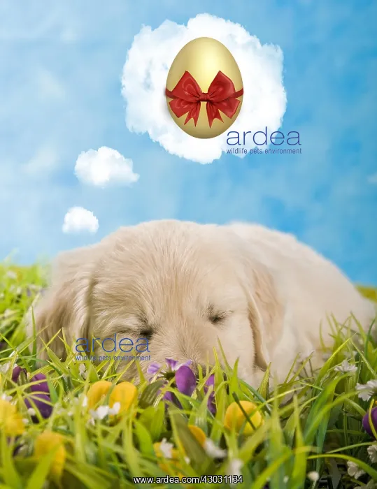 : Golden Retriever puppy sleeping in a meadow dreaming : Golden Retriever puppy sleeping in a meadow dreaming