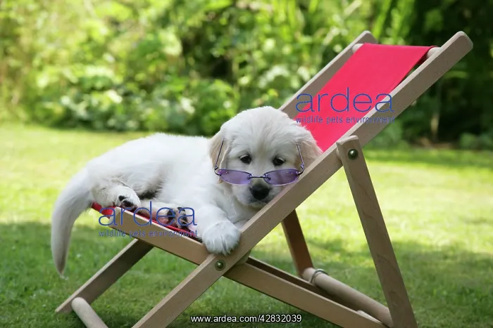 : Golden Retriever puppy wearing sunglasses in deckchair : Golden Retriever puppy wearing sunglasses in deckchair