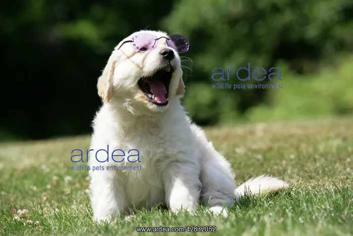 : Golden Retriever puppy wearing sunglasses on lawn - 7 weeks : Golden Retriever puppy wearing sunglasses on lawn - 7 weeks
