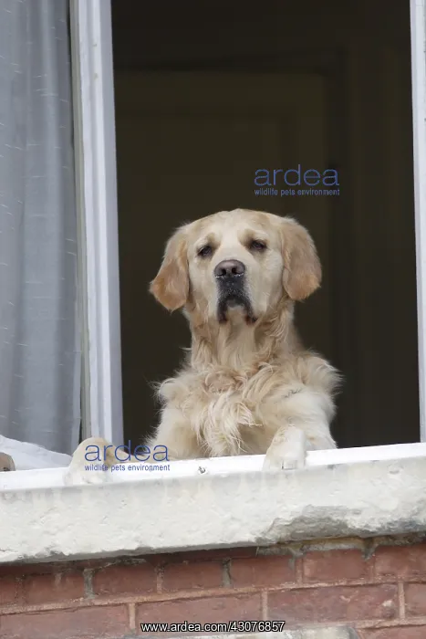 : Golden Retriever putting his paws on the edge of a window : Golden Retriever putting his paws on the edge of a window
