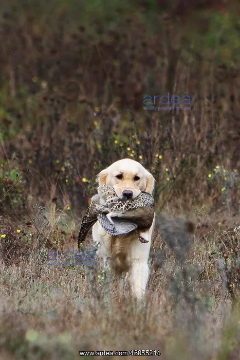 : Golden Retriever reporting a Common Pheasant France : Golden Retriever reporting a Common Pheasant France