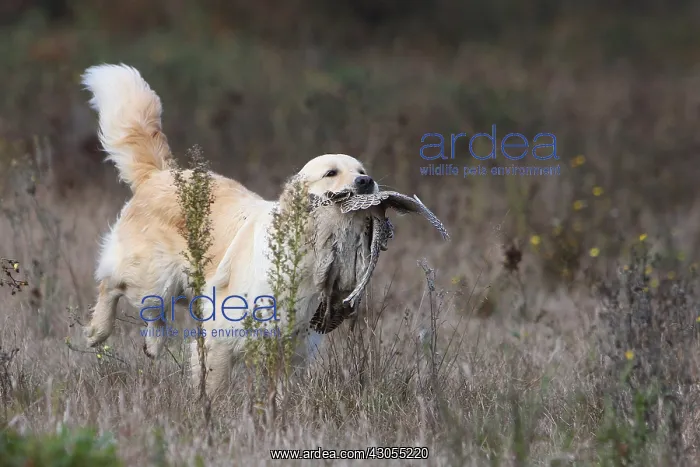 : Golden Retriever reporting a Common Pheasant France : Golden Retriever reporting a Common Pheasant France