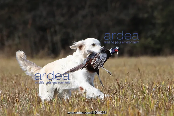 : Golden Retriever reporting a Pheasan in a field France : Golden Retriever reporting a Pheasan in a field France