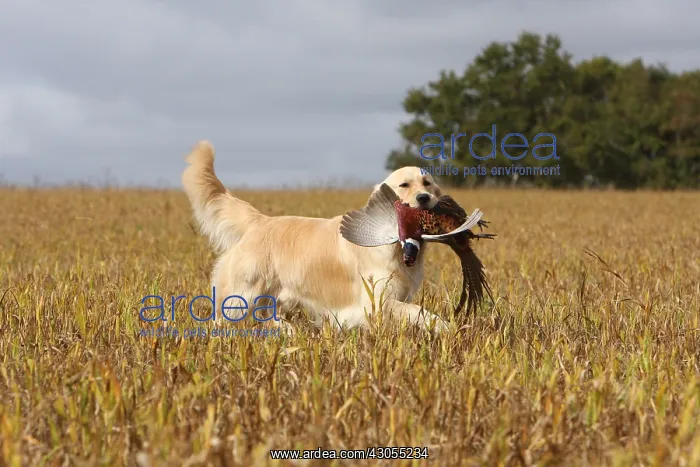 : Golden Retriever reporting a Pheasan in a field France : Golden Retriever reporting a Pheasan in a field France