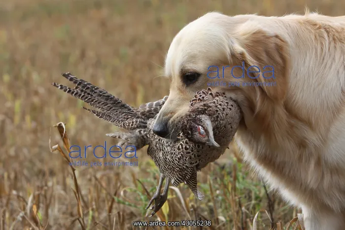 : Golden Retriever reporting a Pheasan in a field France : Golden Retriever reporting a Pheasan in a field France