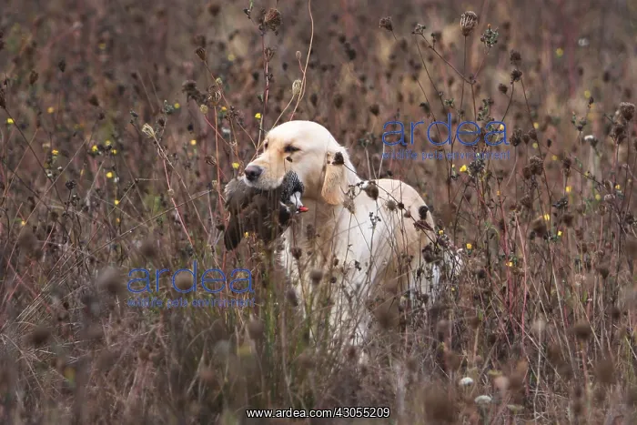 : Golden Retriever reporting a Red-legged Partridge France : Golden Retriever reporting a Red-legged Partridge France