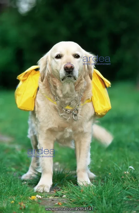  : Golden Retriever - with rucksack