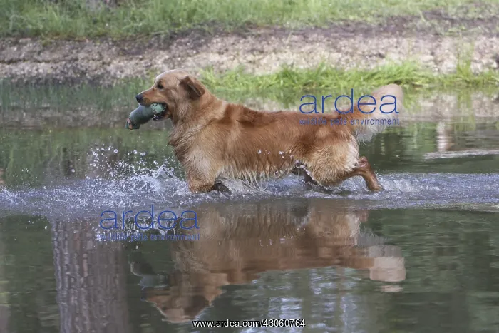 : Golden Retriever running in the water with a prey France : Golden Retriever running in the water with a prey France