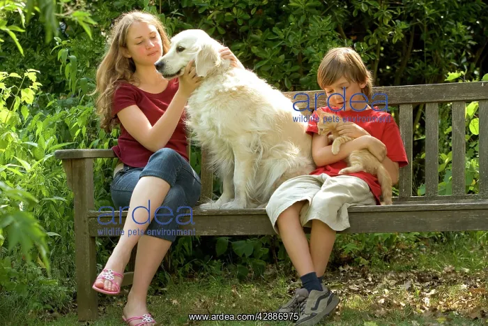 : Golden Retriever - sitting on bench with girl and : Golden Retriever - sitting on bench with girl and