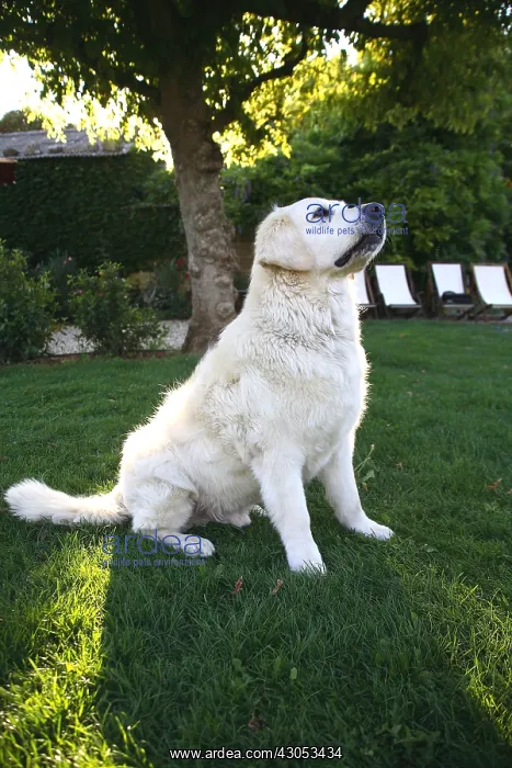 : Golden Retriever sitting in a garden : Golden Retriever sitting in a garden