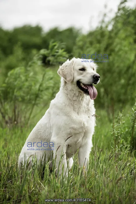 : Golden Retriever, sitting on grass : Golden Retriever, sitting on grass