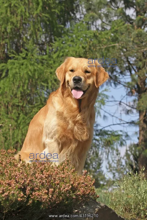 : Golden Retriever sitting on a rock next to Erica : Golden Retriever sitting on a rock next to Erica