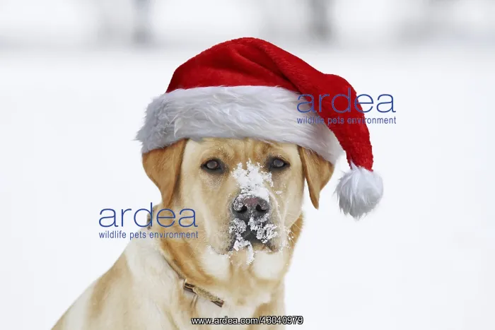 : Golden Retriever in the snow, portrait, wearing : Golden Retriever in the snow, portrait, wearing