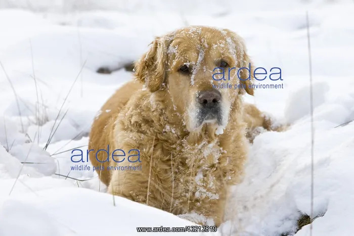 : Golden Retriever in the snow Provence France : Golden Retriever in the snow Provence France