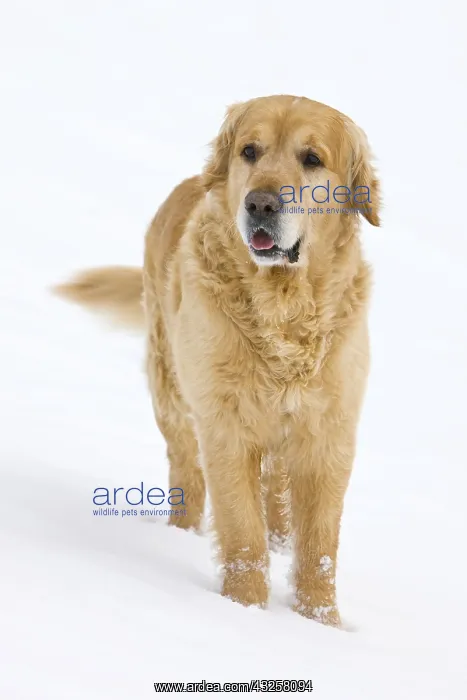 : Golden Retriever in the snow Provence France : Golden Retriever in the snow Provence France