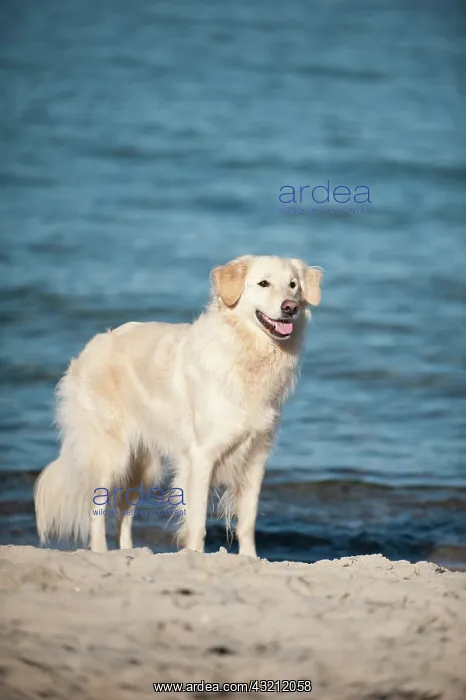 : Golden Retriever standing on a beach : Golden Retriever standing on a beach