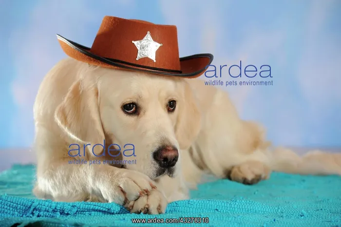 : Golden Retriever wearing a cowboy hat