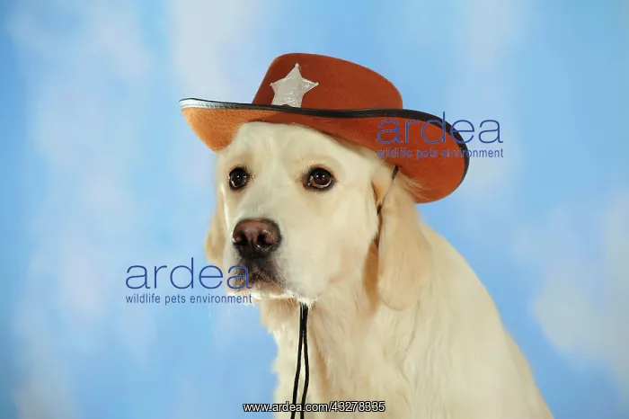 : Golden Retriever wearing a cowboy hat : Golden Retriever wearing a cowboy hat