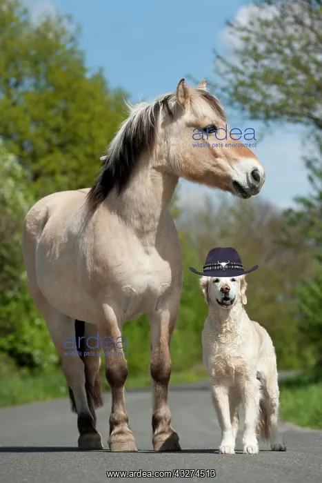 : Golden Retriever wearing a cowboy hat and a Fjord horse stan : Golden Retriever wearing a cowboy hat and a Fjord horse stan