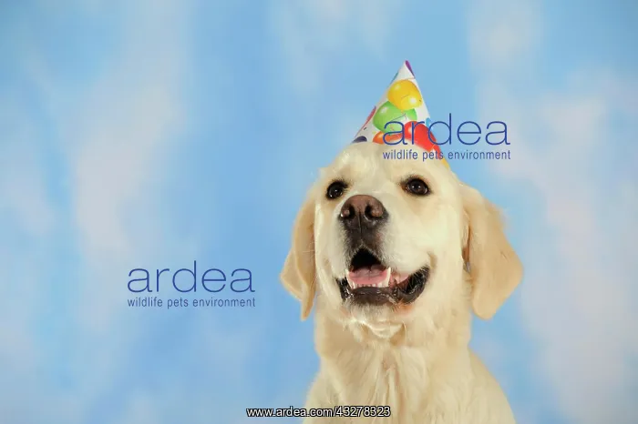 : Golden Retriever wearing a party hat : Golden Retriever wearing a party hat