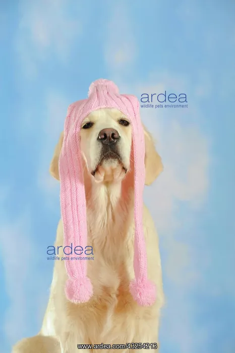 : Golden Retriever wearing a pink scarf on its head : Golden Retriever wearing a pink scarf on its head