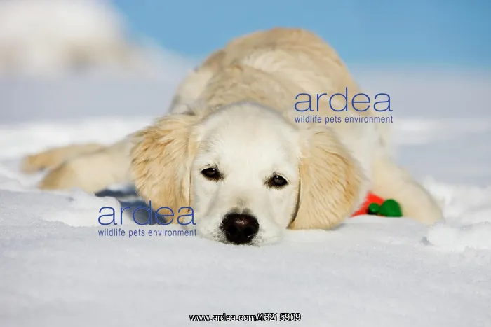 : Golden Retriever, young dog lying in the snow, northern : Golden Retriever, young dog lying in the snow, northern