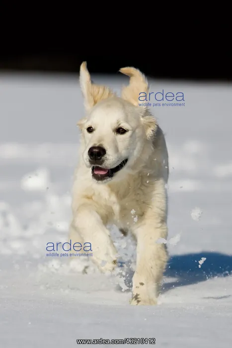 : Golden Retriever, young dog running in the snow : Golden Retriever, young dog running in the snow