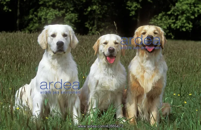  : Golden Retrievers - three