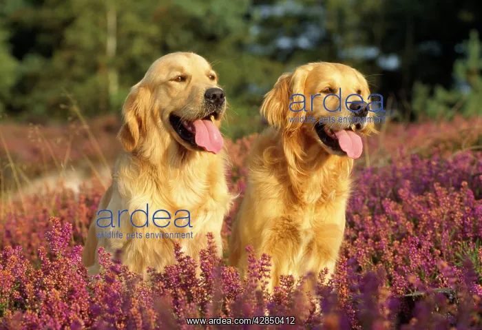 : Golden Retrievers DOGS - two sitting amongst heather : Golden Retrievers DOGS - two sitting amongst heather