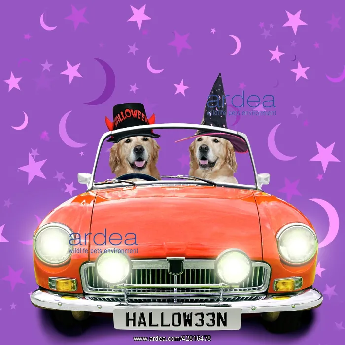 : Two Golden Retrievers driving an orange sports car in hallow : Two Golden Retrievers driving an orange sports car in hallow