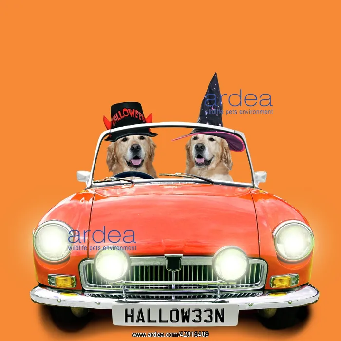 : Two Golden Retrievers driving an orange sports car in hallow : Two Golden Retrievers driving an orange sports car in hallow