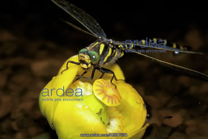 : Golden-ringed Dragonfly : Golden-ringed Dragonfly