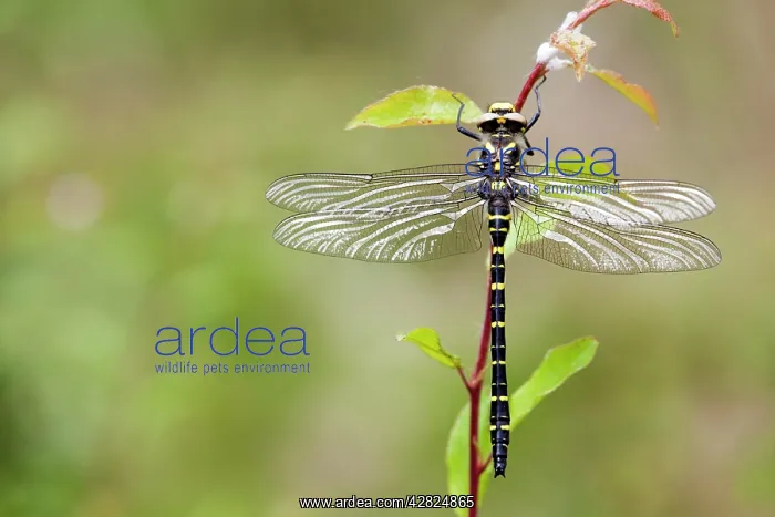 : Golden Ringed Dragonfly : Golden Ringed Dragonfly