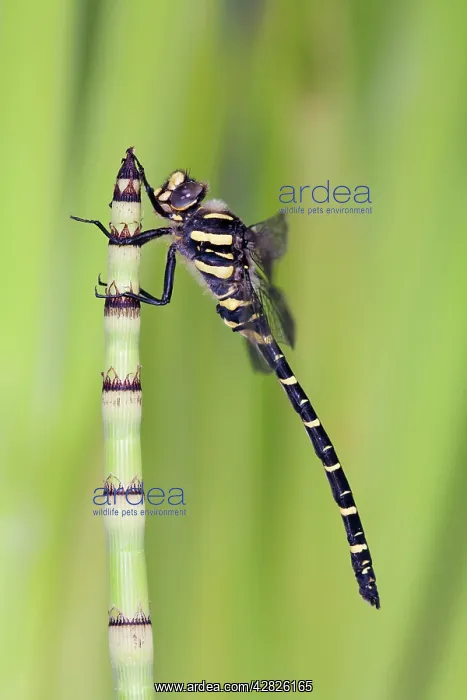  : Golden Ringed Dragonfly