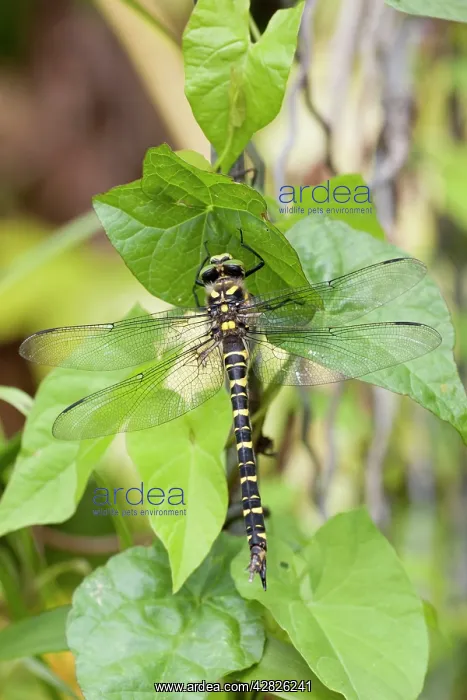 : Golden Ringed Dragonfly : Golden Ringed Dragonfly