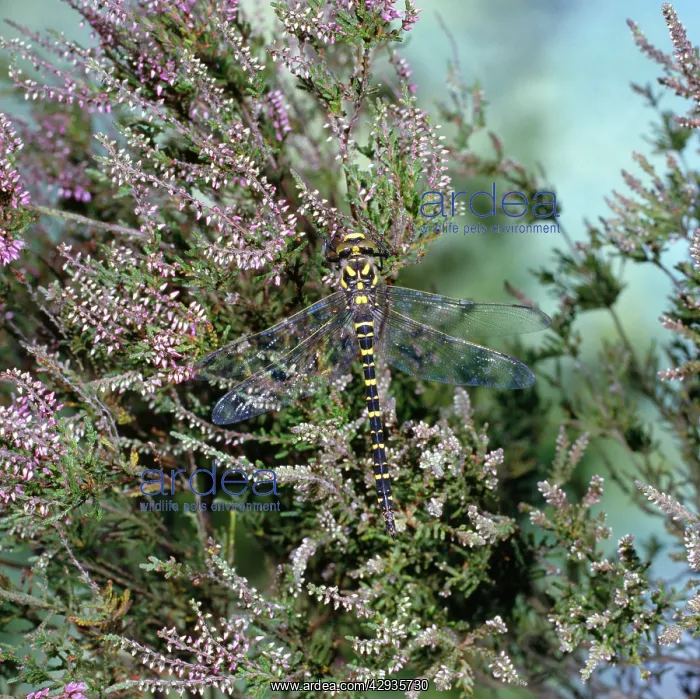 : Golden-ringed Dragonfly : Golden-ringed Dragonfly